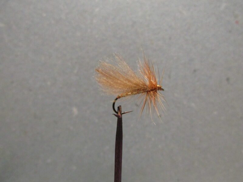 Sedge CDC